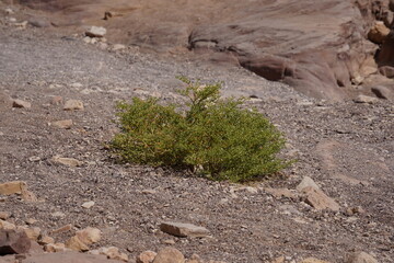 The dried up river bed - the path to the Red Canyon, in the national reserve - the Red Canyon , near Eilat, in southern Israel