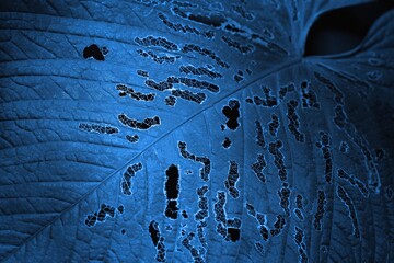 Texture of the leaf with natural holes. Abstract dark blue background