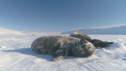 Antarctica Baby Weddell Seal Yawn in Sun Light. Puppy and Mother Wild Arctic Animal Bask in Sun...
