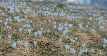 Crocus flowers that defy the snow