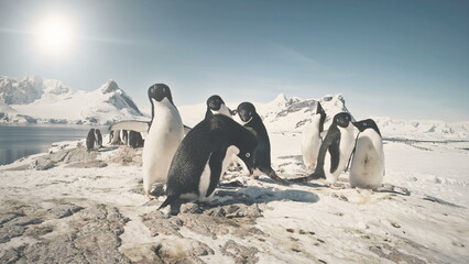 Funny Penguin Group On Antarctica Snow Covered Land. Close-up Of Adelie Penguins Colony. Habits Of...