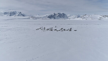 Gentoo Penguin Group Migration Coast Aerial View. Wildlife Bird colony Migrate at Antarctica Ice...