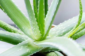 Aloe Vera close-up. The concept of using beneficial plants in alternative medicine and beauty...