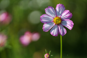 Colorful Cosmos Flower - Cosmos bipinnatus, Beautiful Pink Flowers in Backyard Garden
