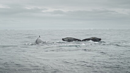 Family of humpback whales swims on ocean water surface. Marine animals in Antarctic wildlife....