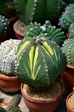 Rare Astrophytum myriostigma variegata in open cactus farm.