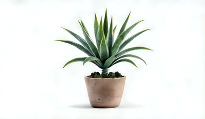 Fototapeta premium cactus in a pot with white background