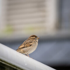 Female house sparrow  (Passer domesticus) on a rainy autumn day. Urban House Sparrow.