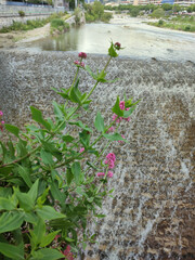 Photo de la nature en ville avec une petite chute d'eau sur une rivière avec des fleurs au premier plan