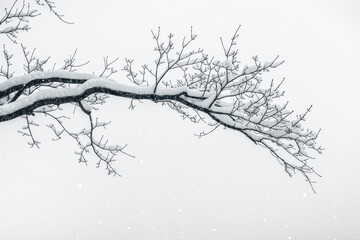 The serene beauty of a solitary tree branch adorned with freshly fallen snow.