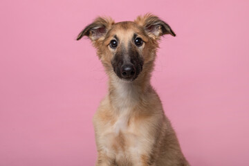 Portrait of a cute silken windsprite puppy looking at the camera on a pink background