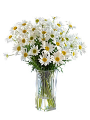 White Daisies chamomile bouquet in a clear vase isolated on transparent background