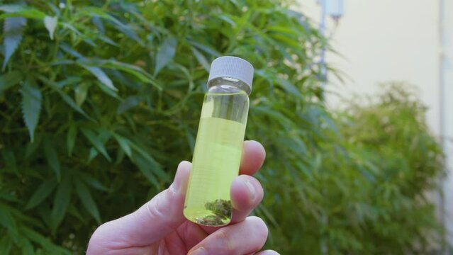 Vile Testing Marijuana Bud at Growing Facility