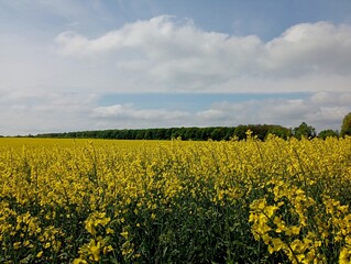 On the border between the sky and the yellow blooming rapeseed field, a dense spring green forest...