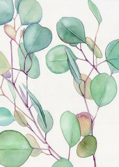 Watercolor floral illustration  - green leaf branches collection, for wedding stationary, greetings, wallpapers, fashion, background. Watercolor eucalyptus leaves and branches 