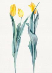 Three yellow watercolor tulips on a white background
