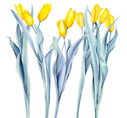 Hand-painted yellow tulip bouquet, white background
