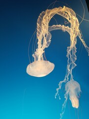 Jellyfish gliding in the ocean