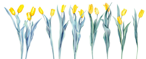 A bouquet of yellow watercolor tulips on a white background