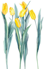 bouquet of yellow tulips
