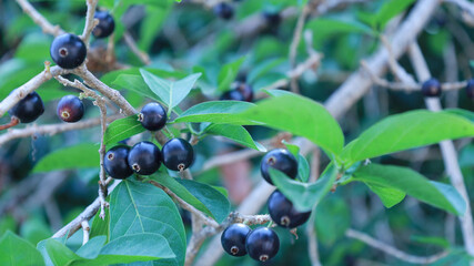 Alangium salviifolium fruit. A bunch of ripe black fruits on a branch of a Thai herb on a blurred...