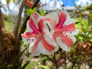Azalea bloom in a serene park setting