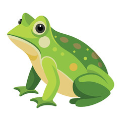 Frog flat vector illustration, a frog vector art illustration white background