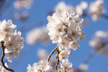 tree blossom