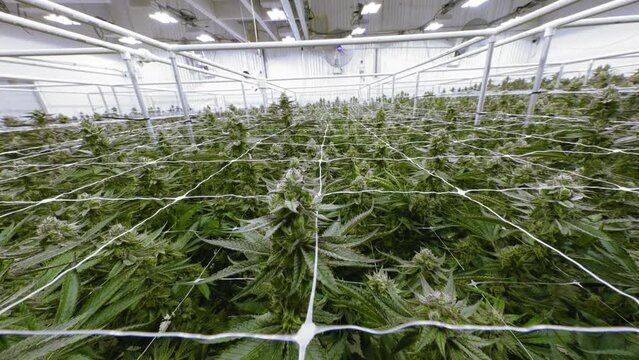 Warehouse Packed with Full Grown Marijuana Plants