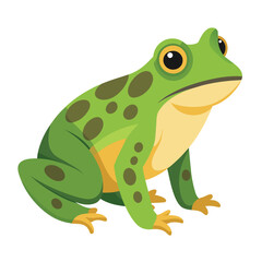 Frog flat vector illustration, a frog vector art illustration white background
