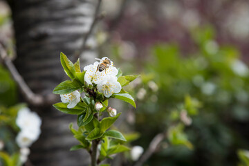 Bee on flower.
In spring season, a bee goes on cherry blossoms.