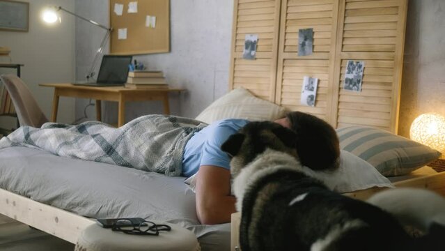 American akita dog waking up his owner from bed morning licking his face 