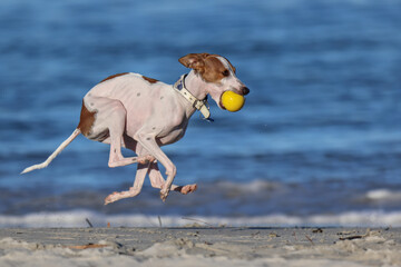 White and brown Italian Greyhound or Whippet playing with yellow ball and running very fast on...