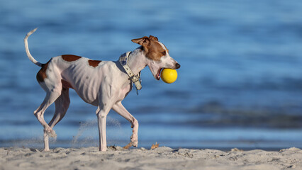 White and brown Italian Greyhound or Whippet playing with yellow ball and on beach. Side view....