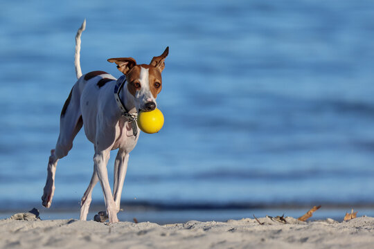 White and brown Italian Greyhound or Whippet, yellow ball in mouth, running on beach towards camera. Copy space.
