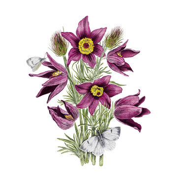 watercolor drawing spring flowers, Eastern pasqueflower and butterflies , cutleaf anemone, floral composition at white background , hand drawn botanical illustration