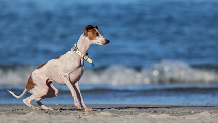 White and brown Italian Greyhound or Whippet, ready to run and pounce.