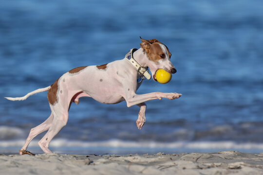 White and brown Italian Greyhound or Whippet playing with yellow ball on beach, jumping into air.