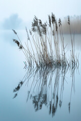 The gentle sway of reeds growing by the edge of a tranquil pond, their reflections shimmering in the still water. - obrazy, fototapety, plakaty