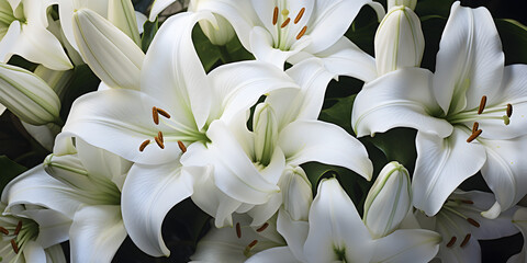 Close up of white lilies flowers on white background 