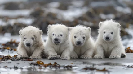 Keuken spatwand met foto A group of four white polar bears sitting on the ground, AI © starush