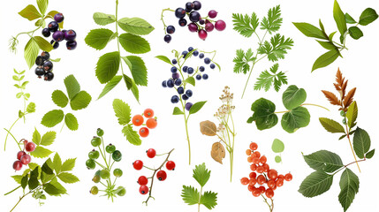 A Basic Chart of Edible Plants To Save Life In Any Disaster