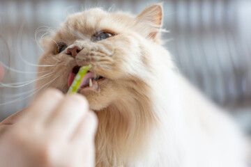 A cute cat is eating catnip pet treats in a bright indoor scene, with sunlight shining on its sleek...