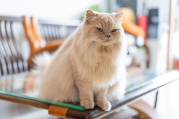 A cute, light yellow, chubby British Longhair cat looks at its pet owner with a disdainful,...