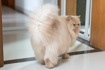 A cute, light yellow, chubby British Longhair cat looks at its pet owner with a disdainful,...