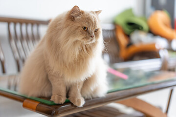 The adorable, chubby, light yellow British Longhair cat gazes at its pet owner with hopeful eyes,...