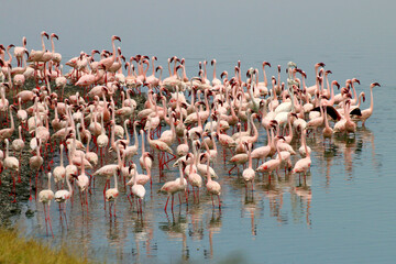 Rosa Flamingos (Phoenicopterus roseus) im Momella See, Arusha Nationalpark, Tansania, Afrika  - obrazy, fototapety, plakaty