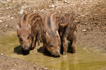 Wildschwein (Sus scrofa) Jungtiere