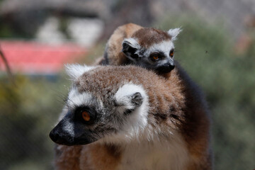 Katta (Lemur catta) Lemuren, Madagaskar 