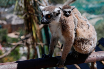 Katta (Lemur catta) Lemuren, Madagaskar 